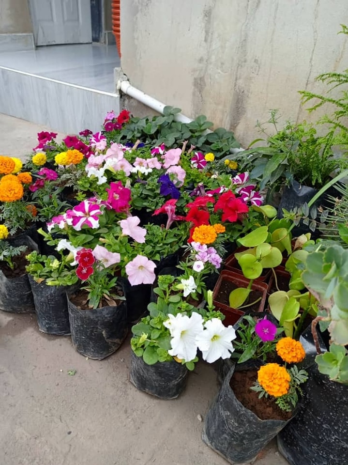 Plants for Sale